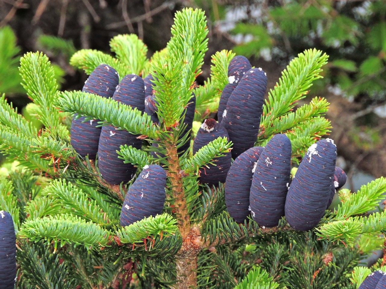 Abies kawakamii fruit