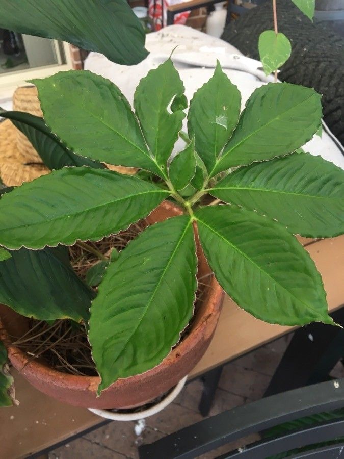 Amorphophallus napalensis leaf