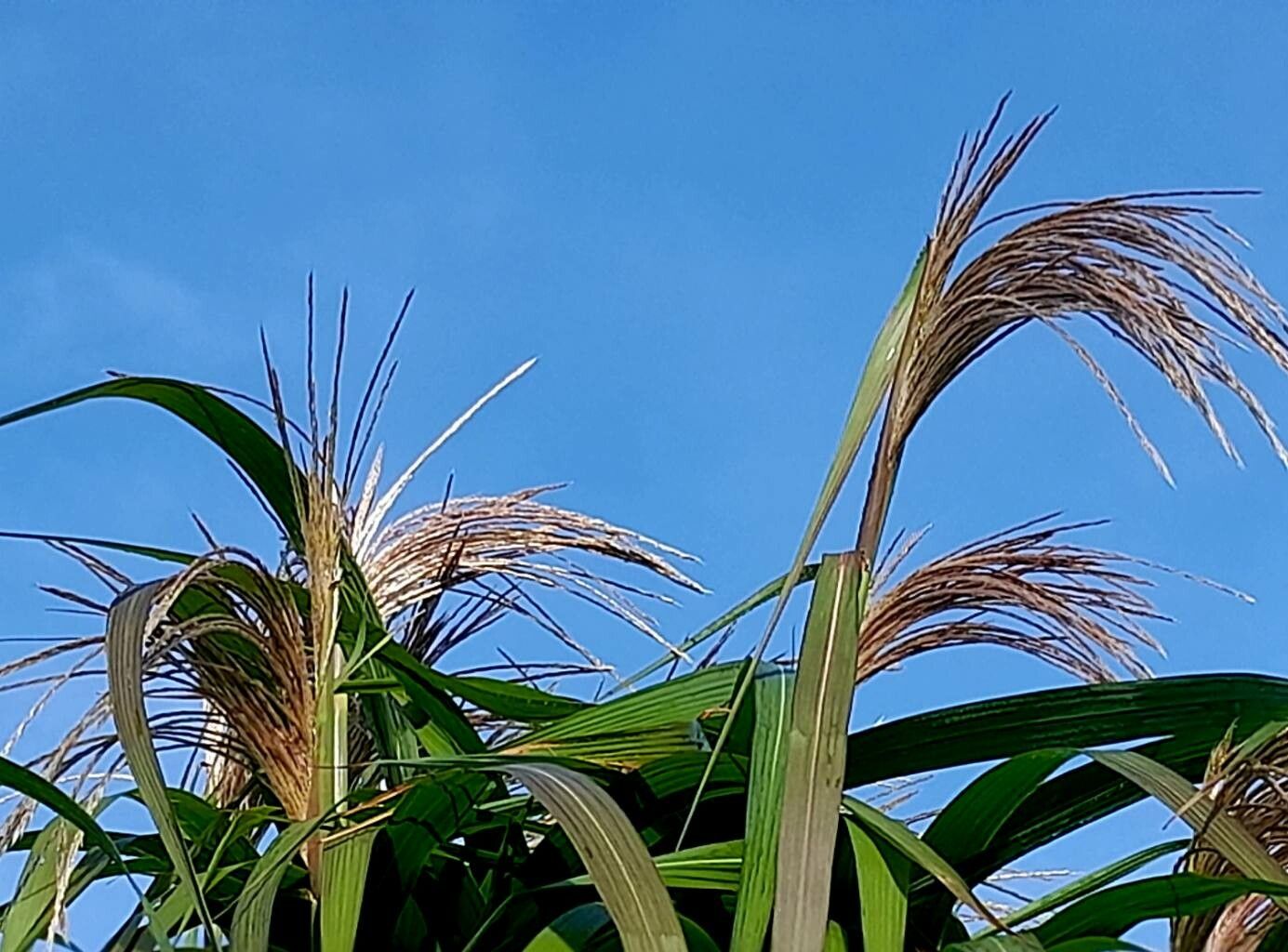 Miscanthus × giganteus flower