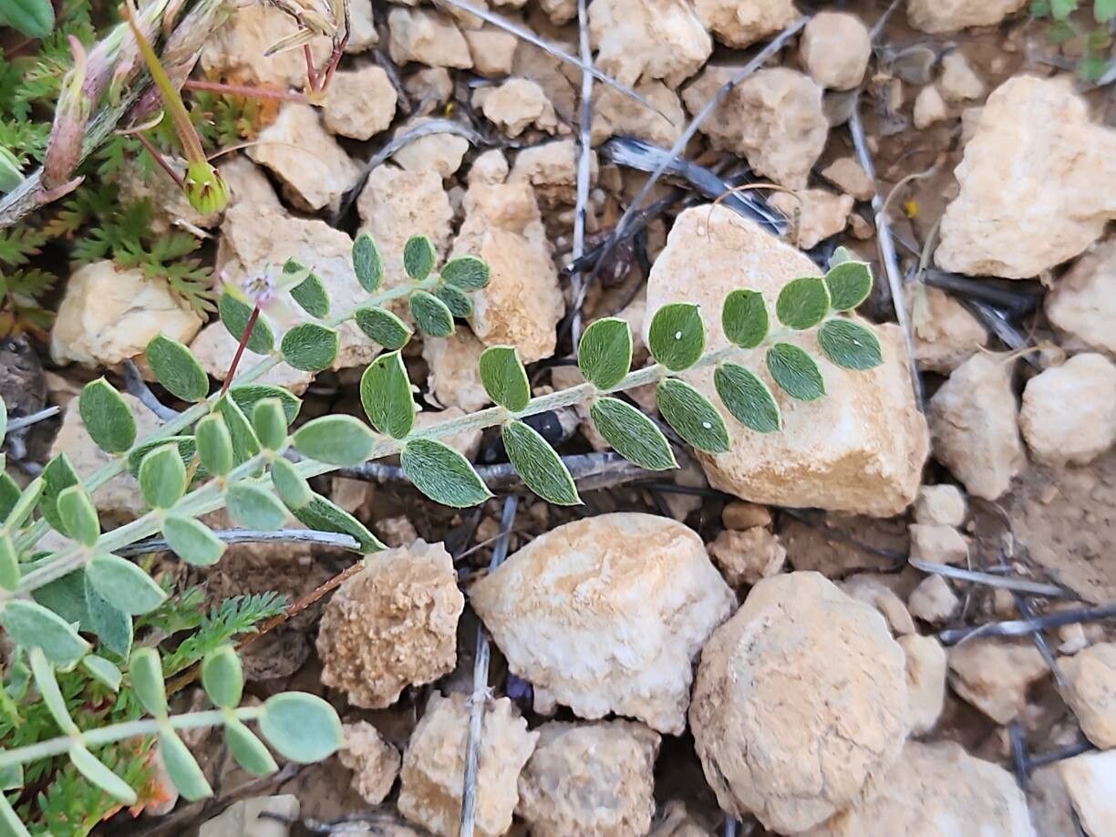 Astragalus curvirostris leaf
