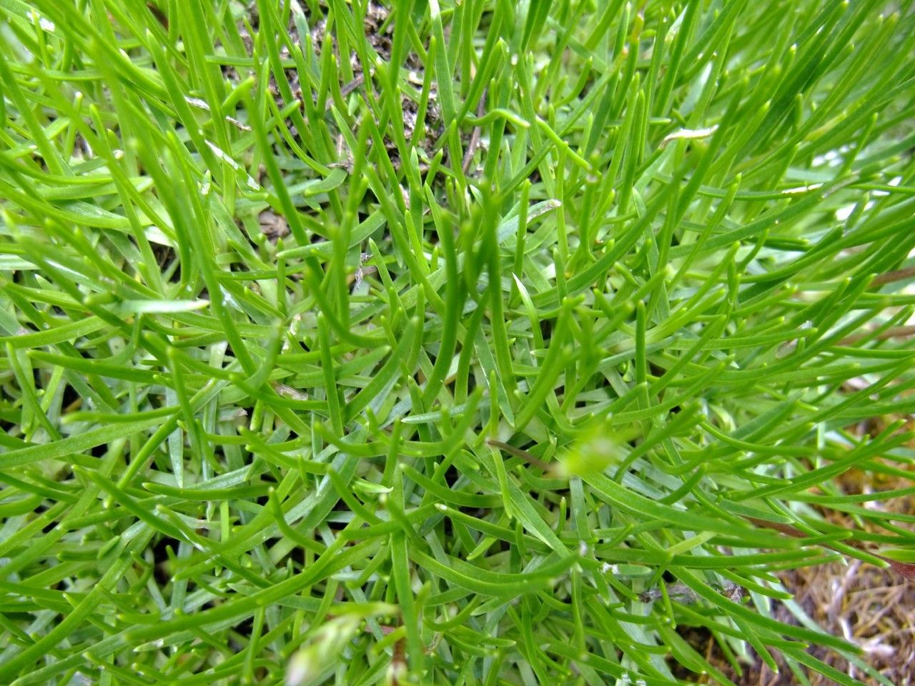 Gypsophila tenuifolia habit