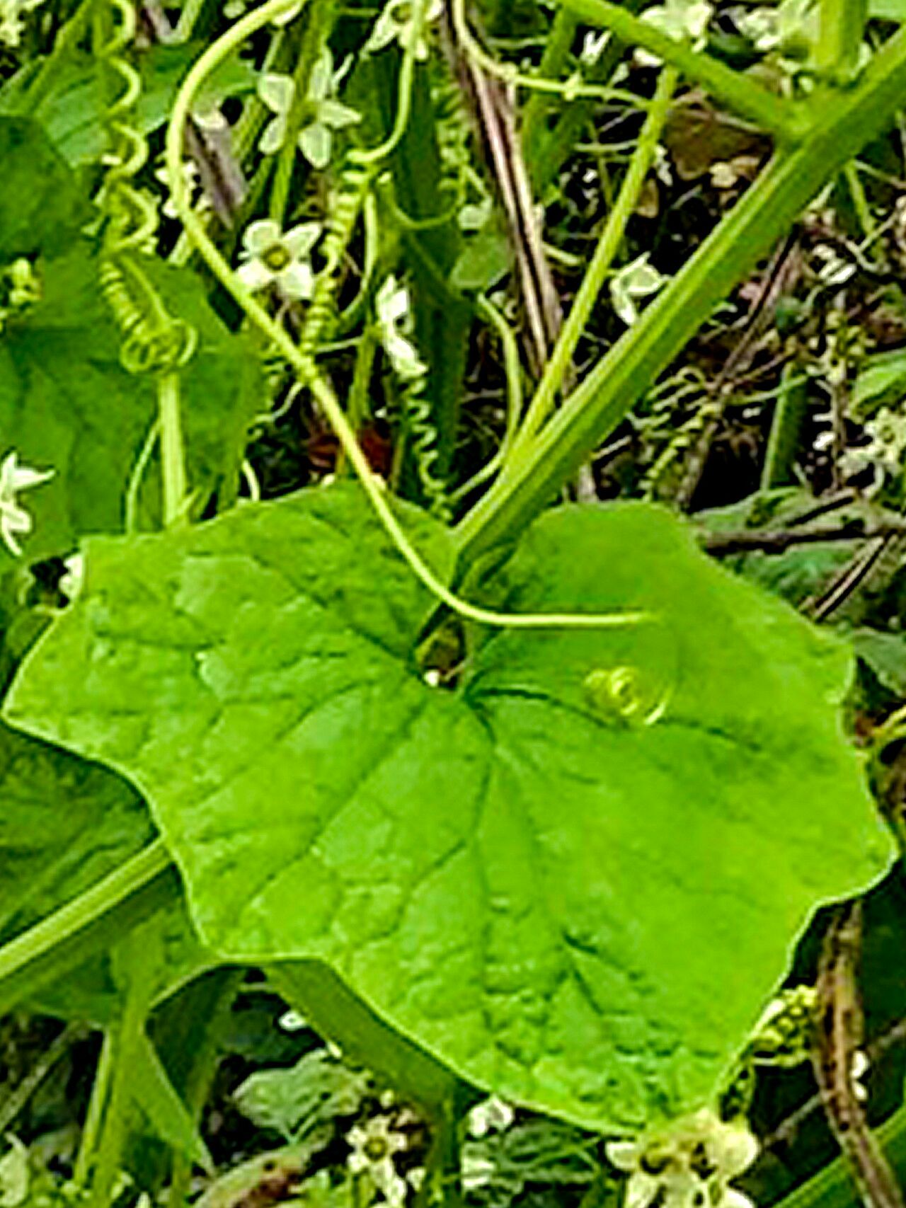 Marah oregana flower