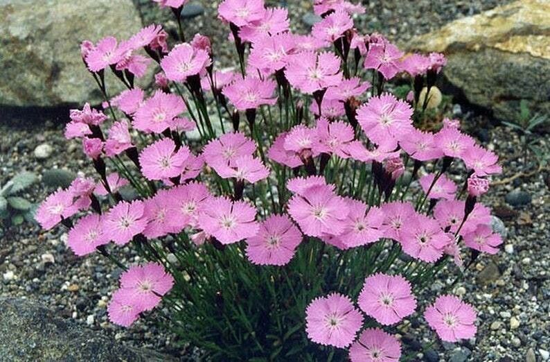 Dianthus nitidus — houseplant care guide