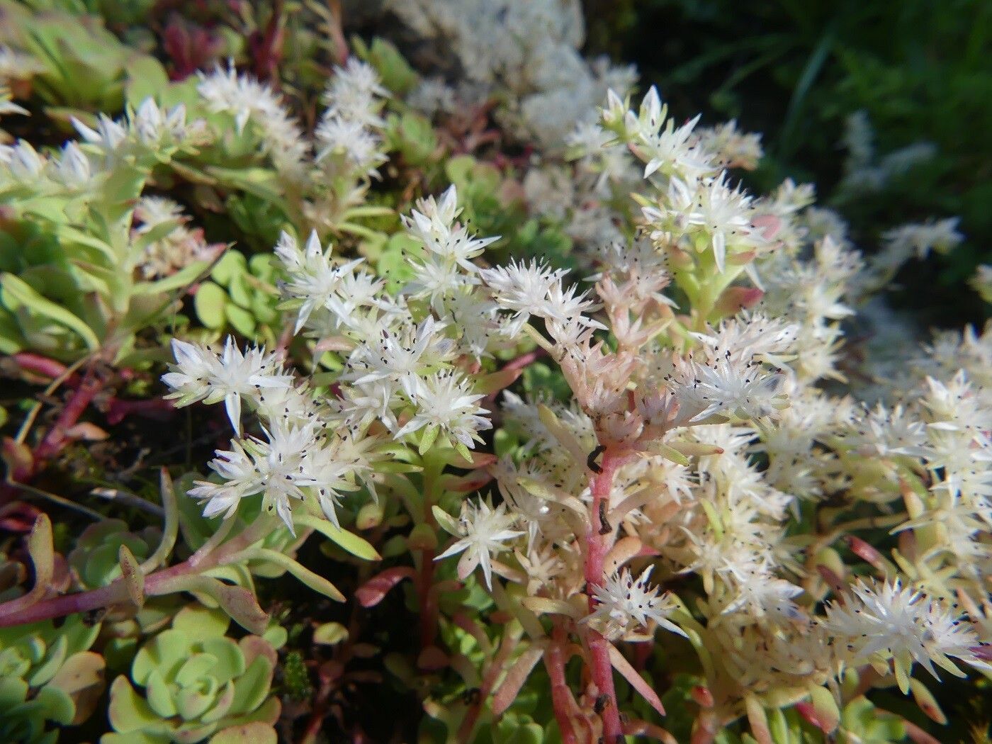 Sedum glaucophyllum flower