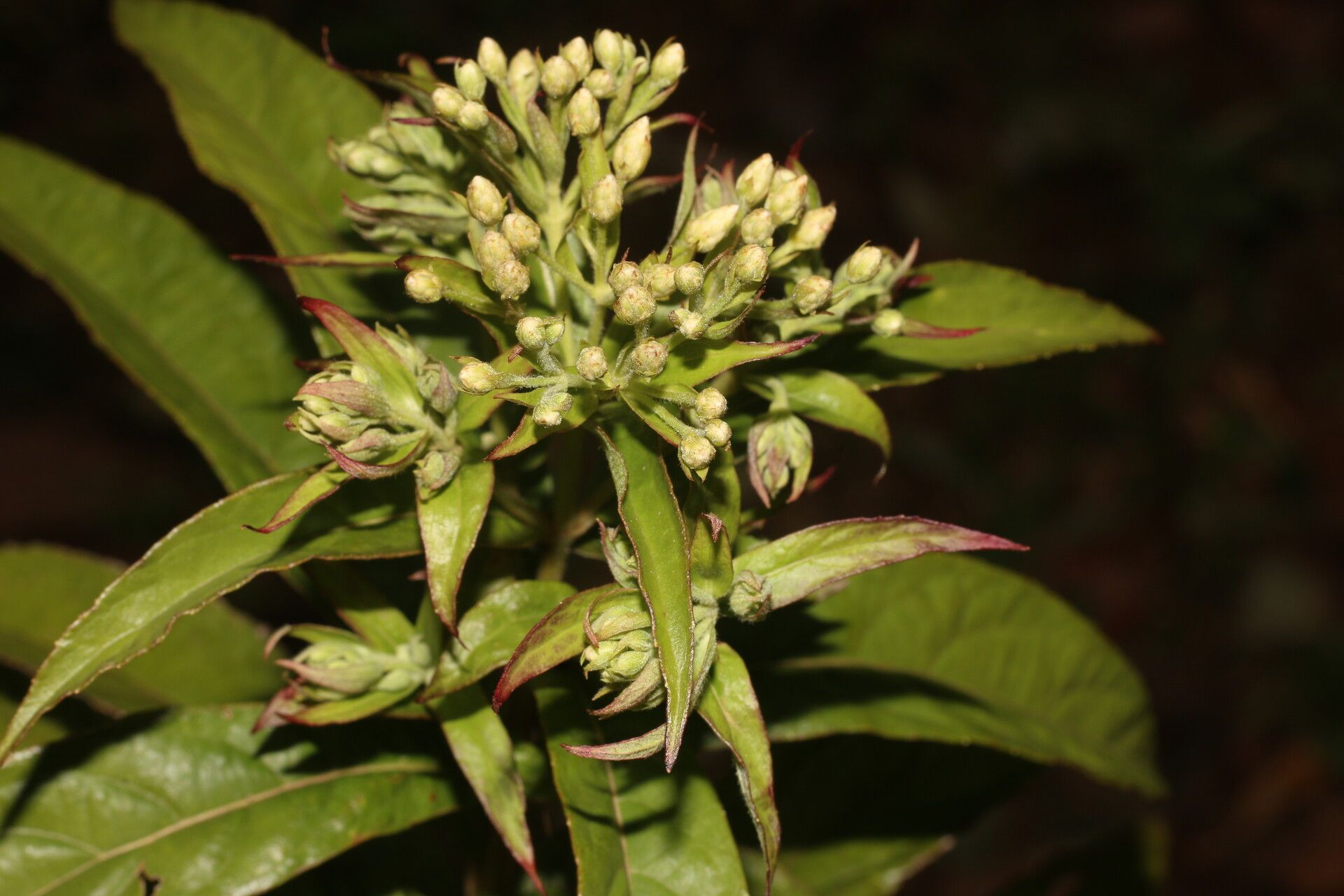 Verbesina pallens leaf