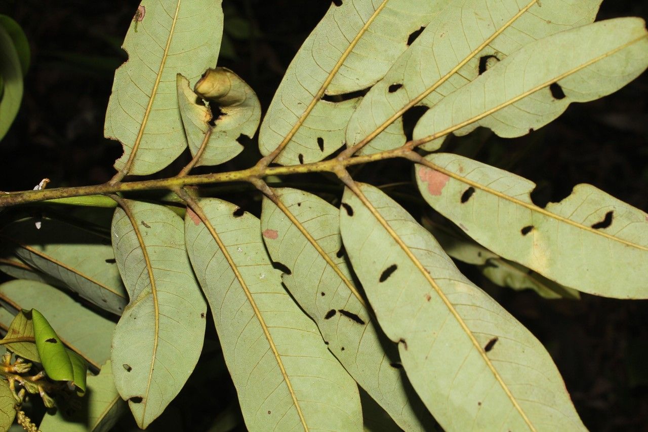 Zanthoxylum ekmanii — search result for 'Belize'
