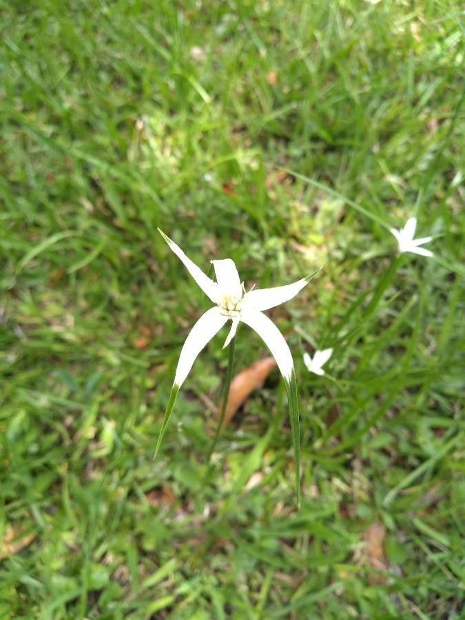 Rhynchospora latifolia flower