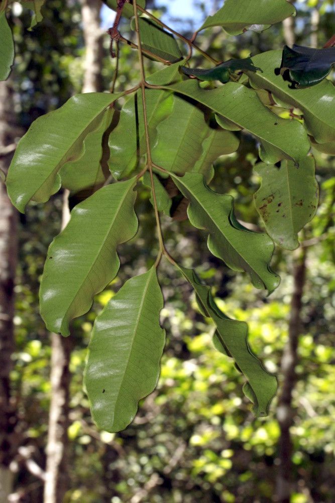 Syzygium veillonii habit