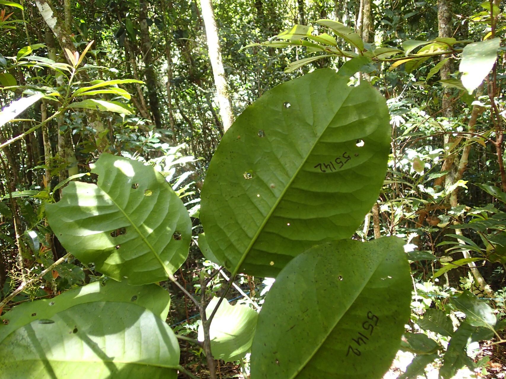 Geijera balansae leaf