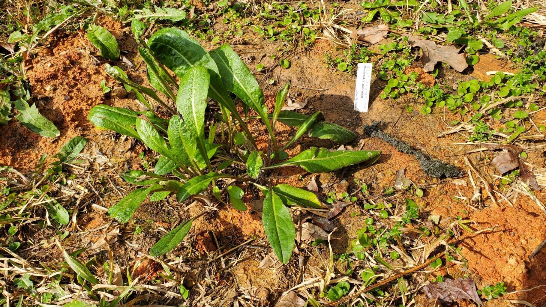 Rudbeckia auriculata habit