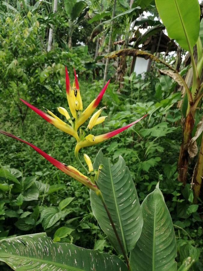 Heliconia hirsuta flower