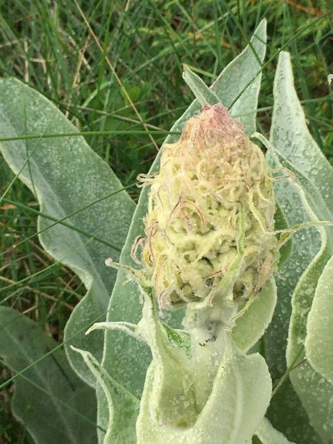Verbascum niveum leaf