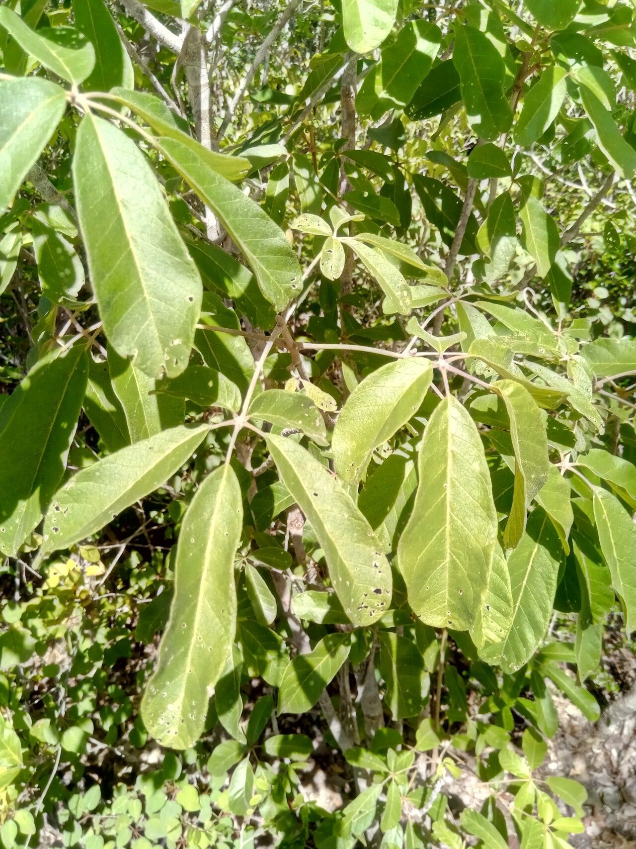Vitex stellata — search result for 'Vitex'