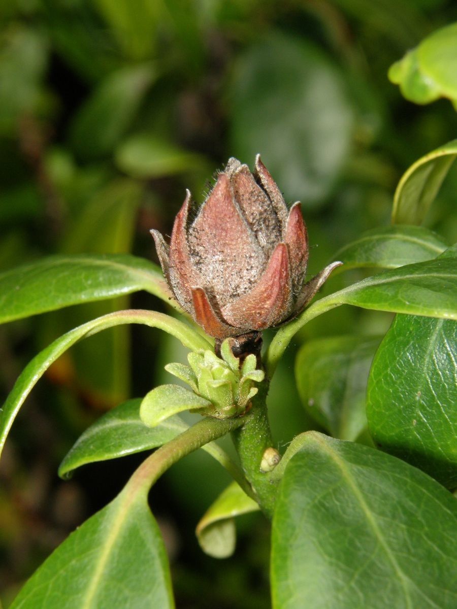 Rhododendron catacosmum other