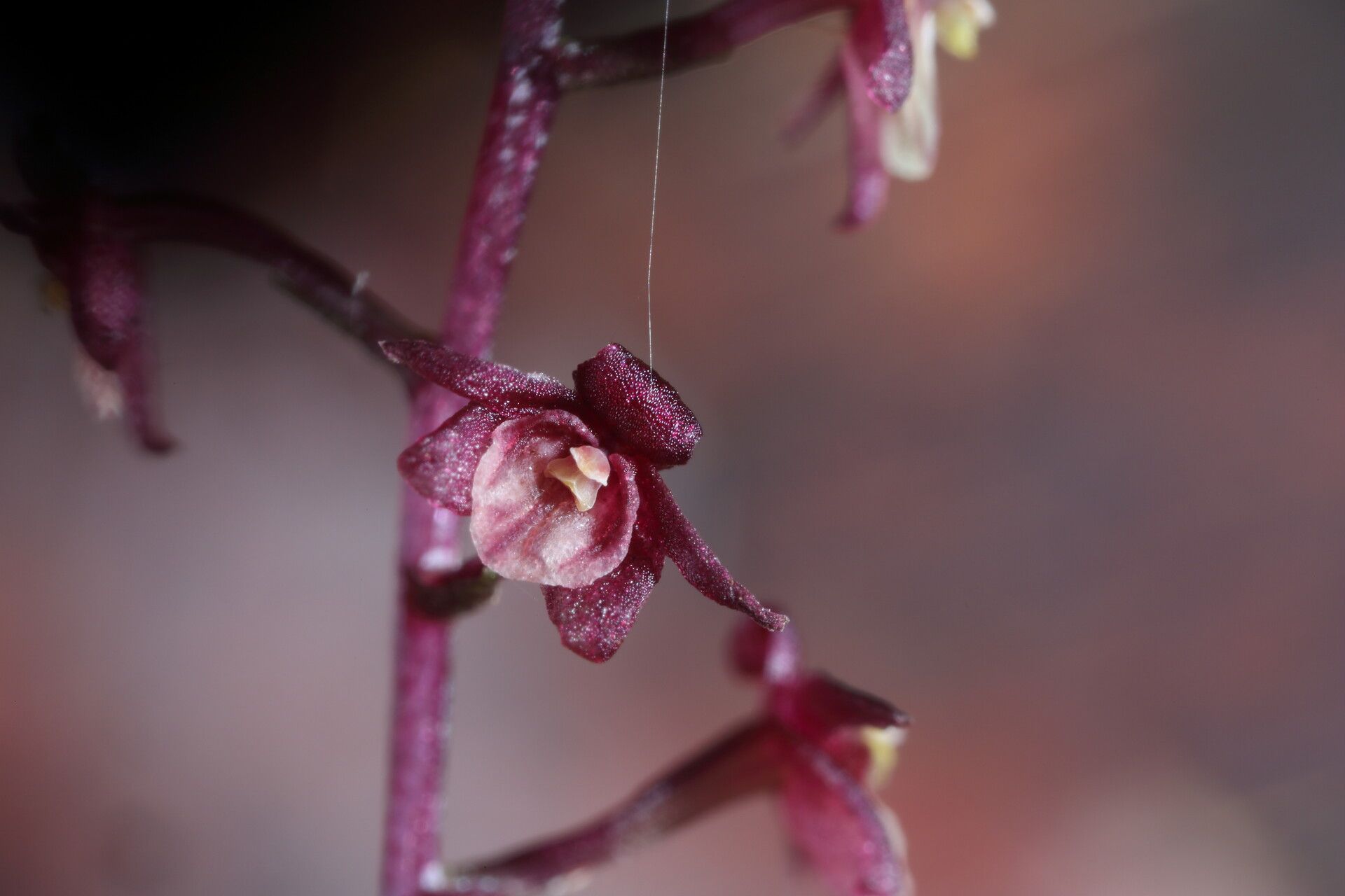 Malaxis weberbaueriana flower