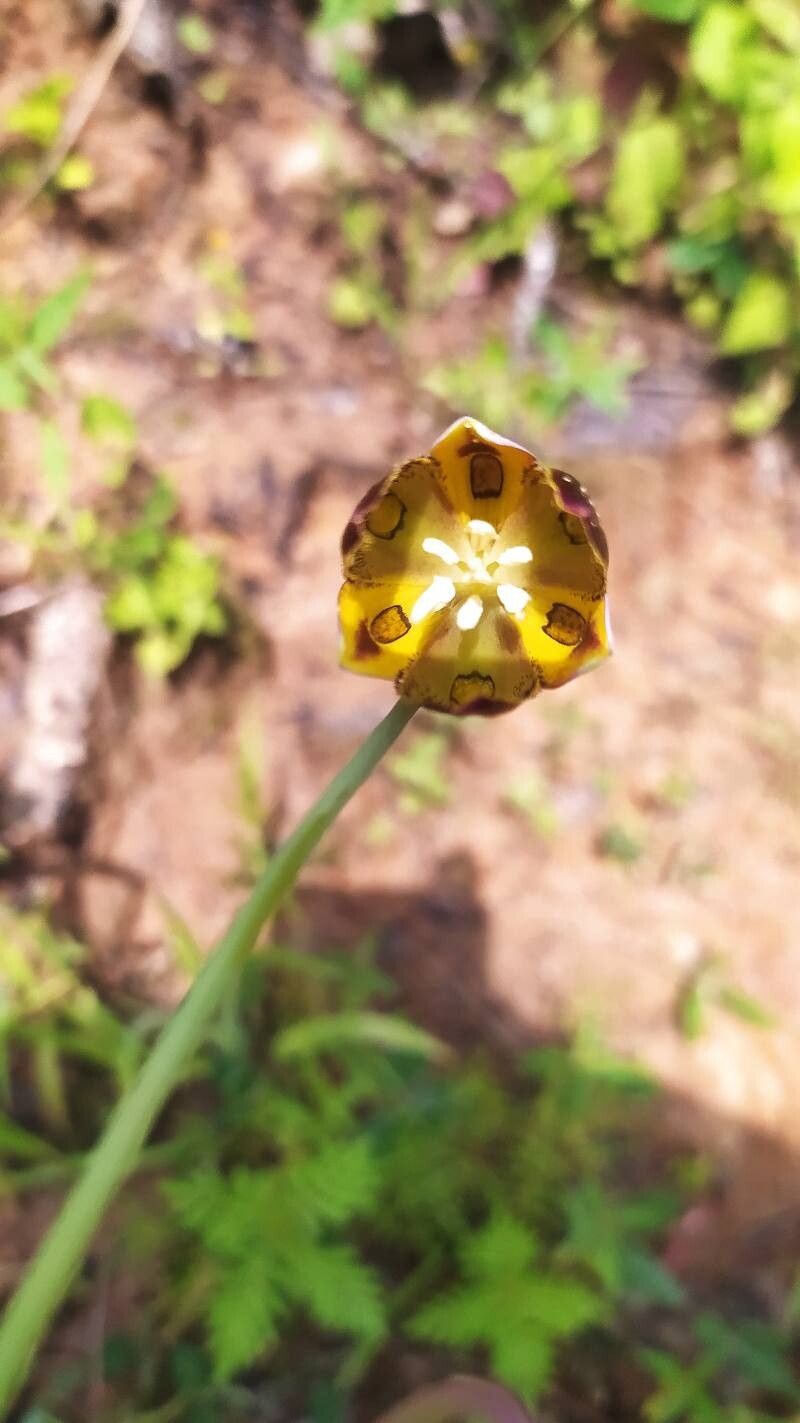 Calochortus cernuus flower