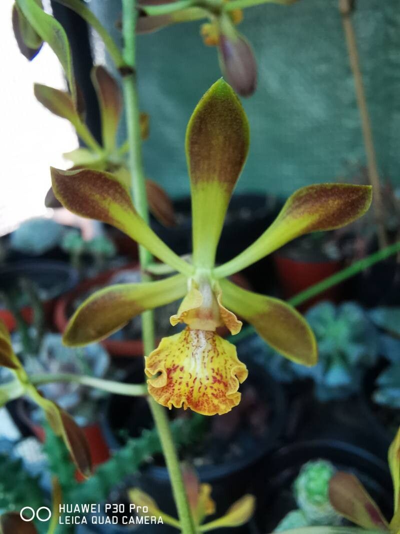 Encyclia parviflora flower