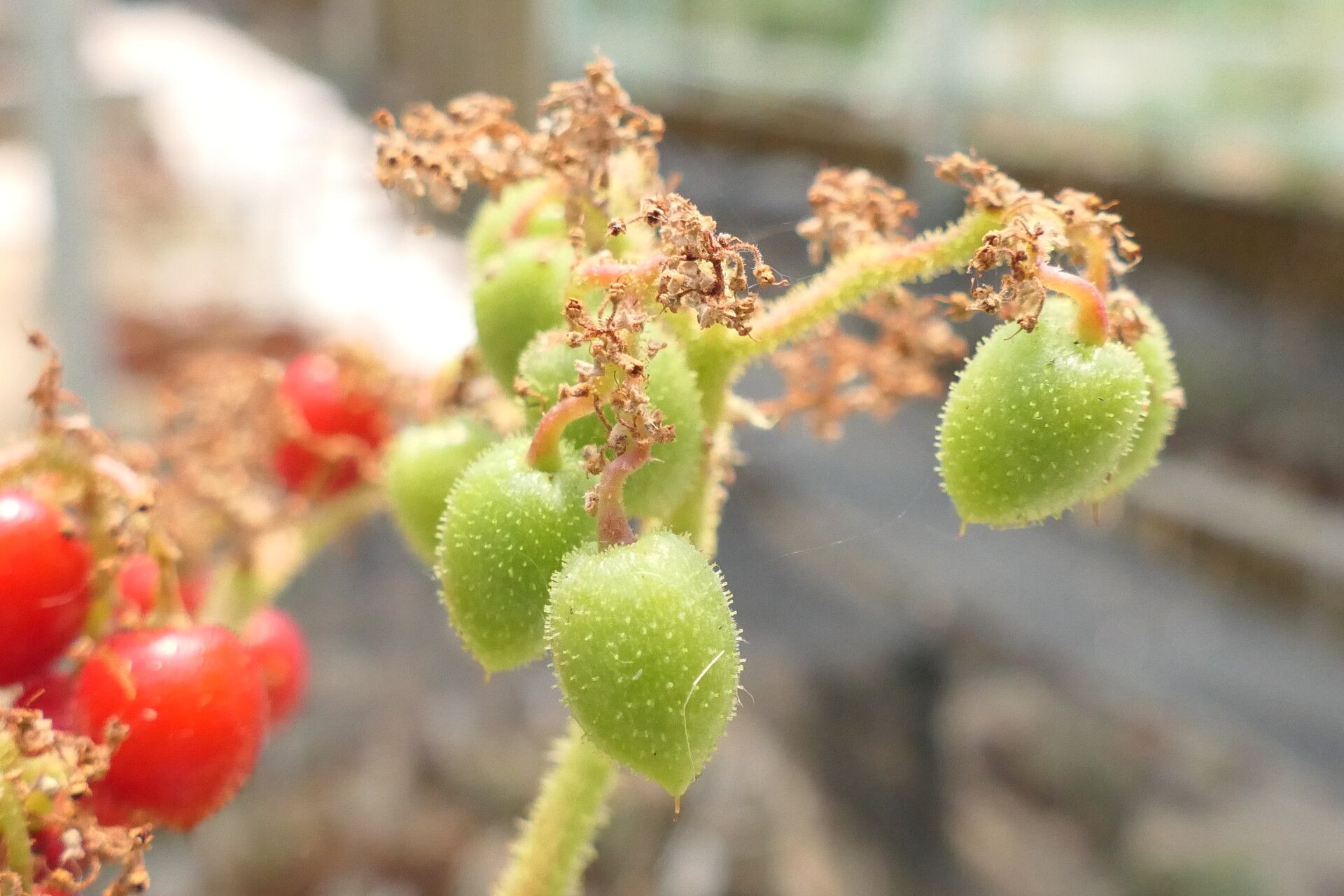 Cyphostemma uter fruit