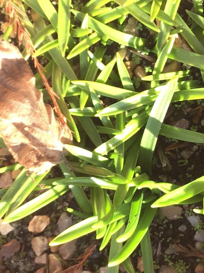 Scilla verna — search result for 'Ireland'