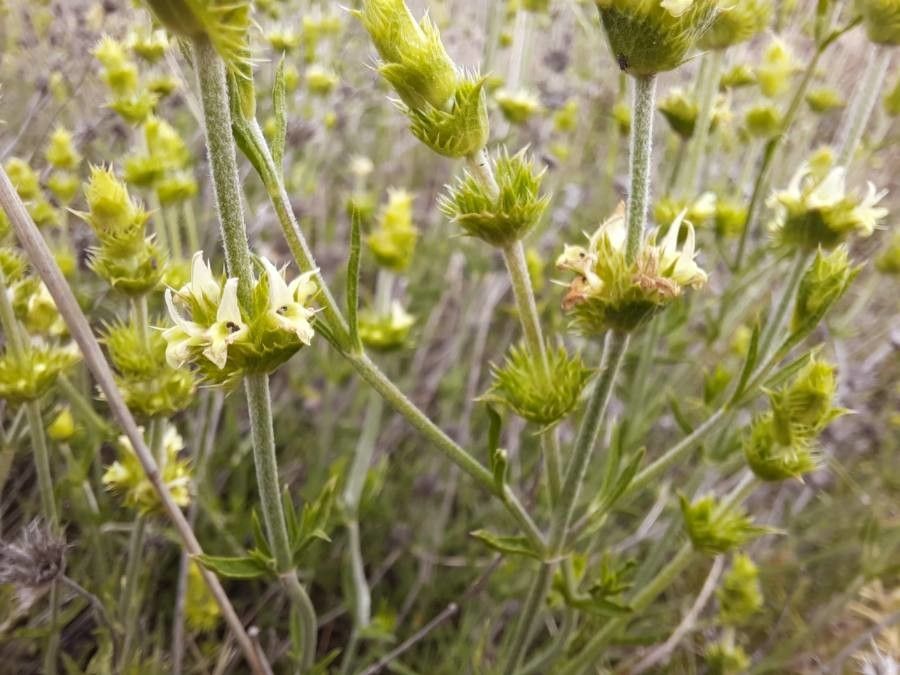 Sideritis tragoriganum flower