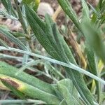 Xeranthemum cylindraceum