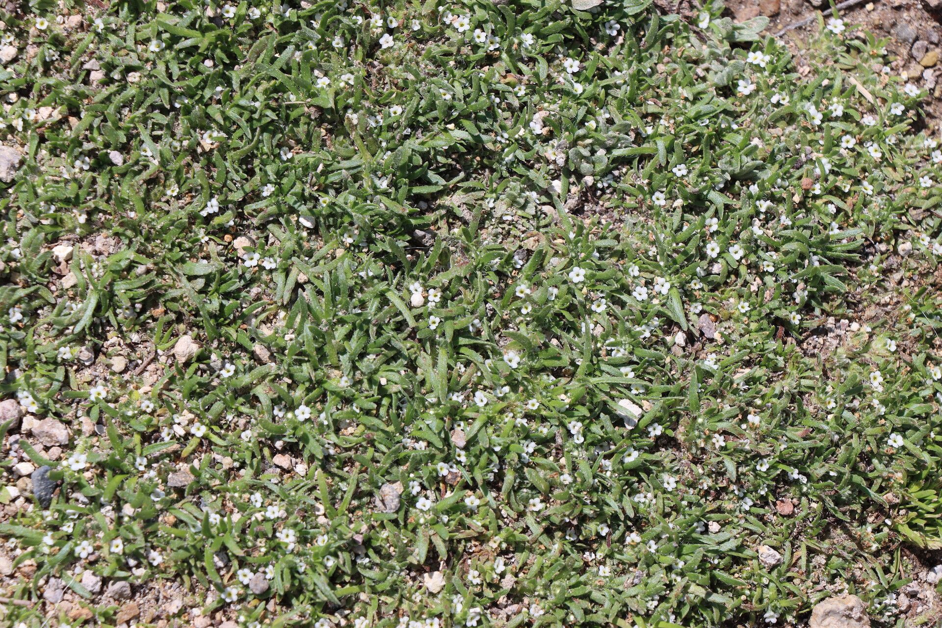 Plagiobothrys humilis — houseplant care guide