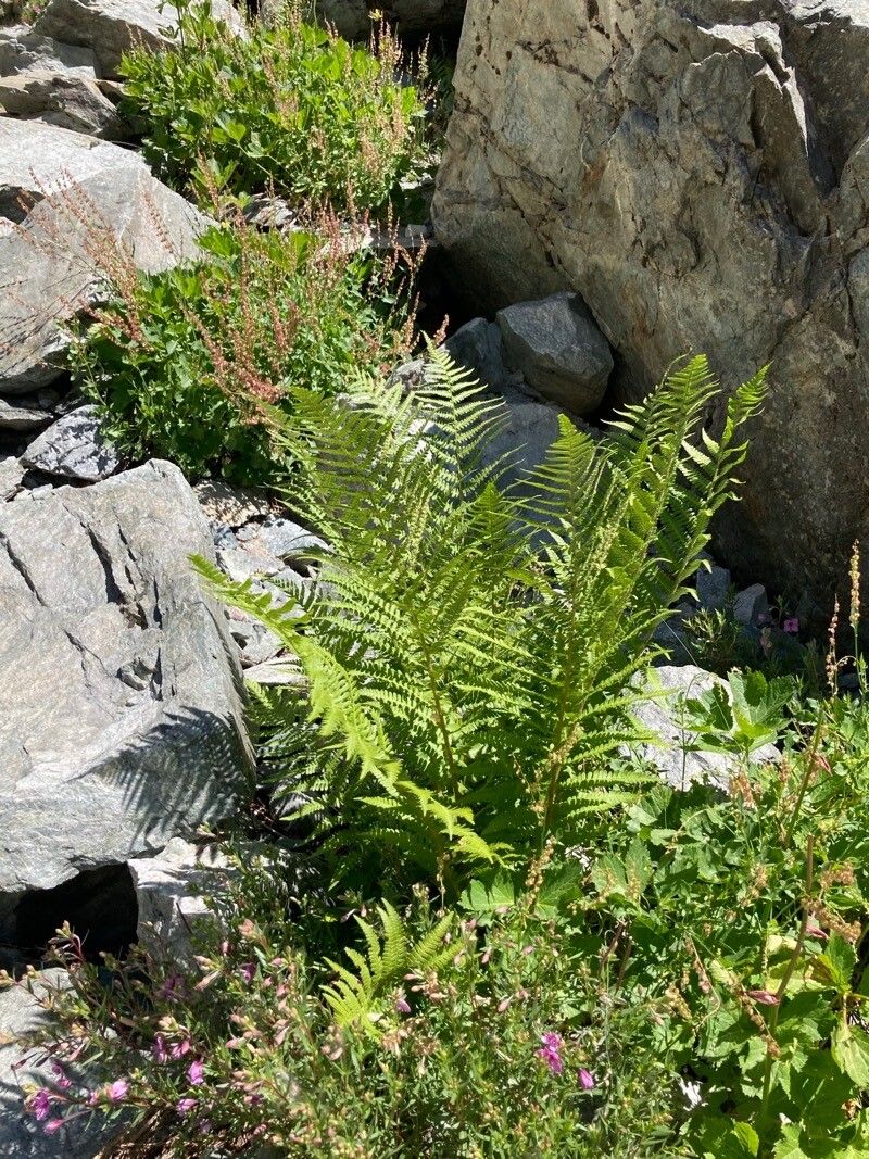 Dryopteris villarii flower