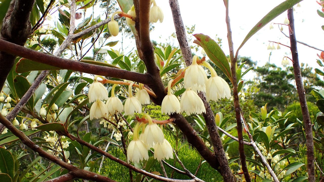 Elaeocarpus nodosus flower