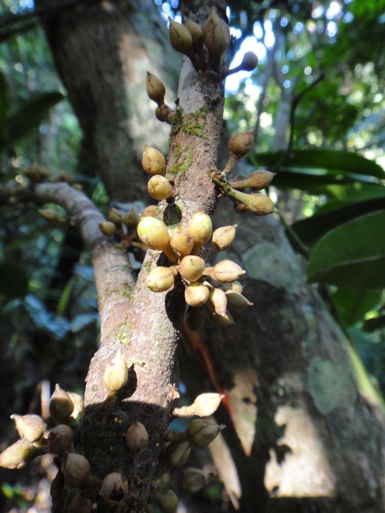 Pycnandra griseosepala fruit