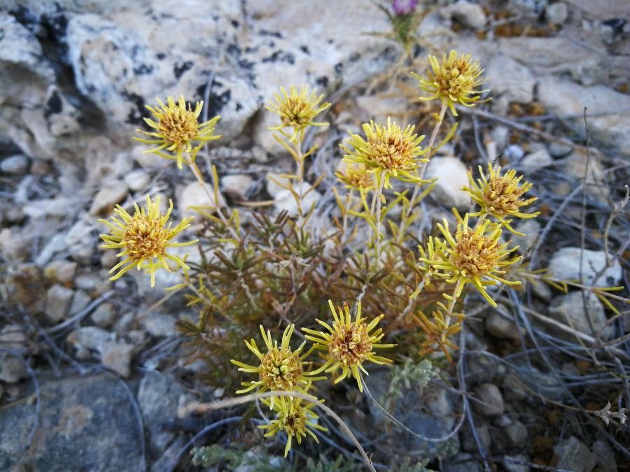 Castilleja nana — houseplant care guide