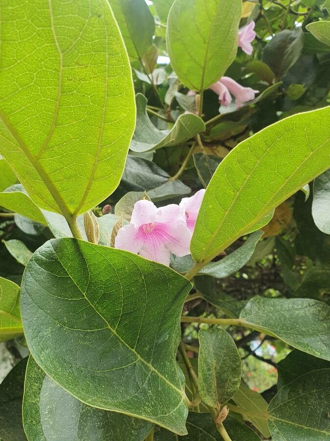 Delostoma integrifolium flower