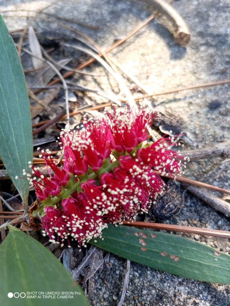 Melaleuca viridiflora flower