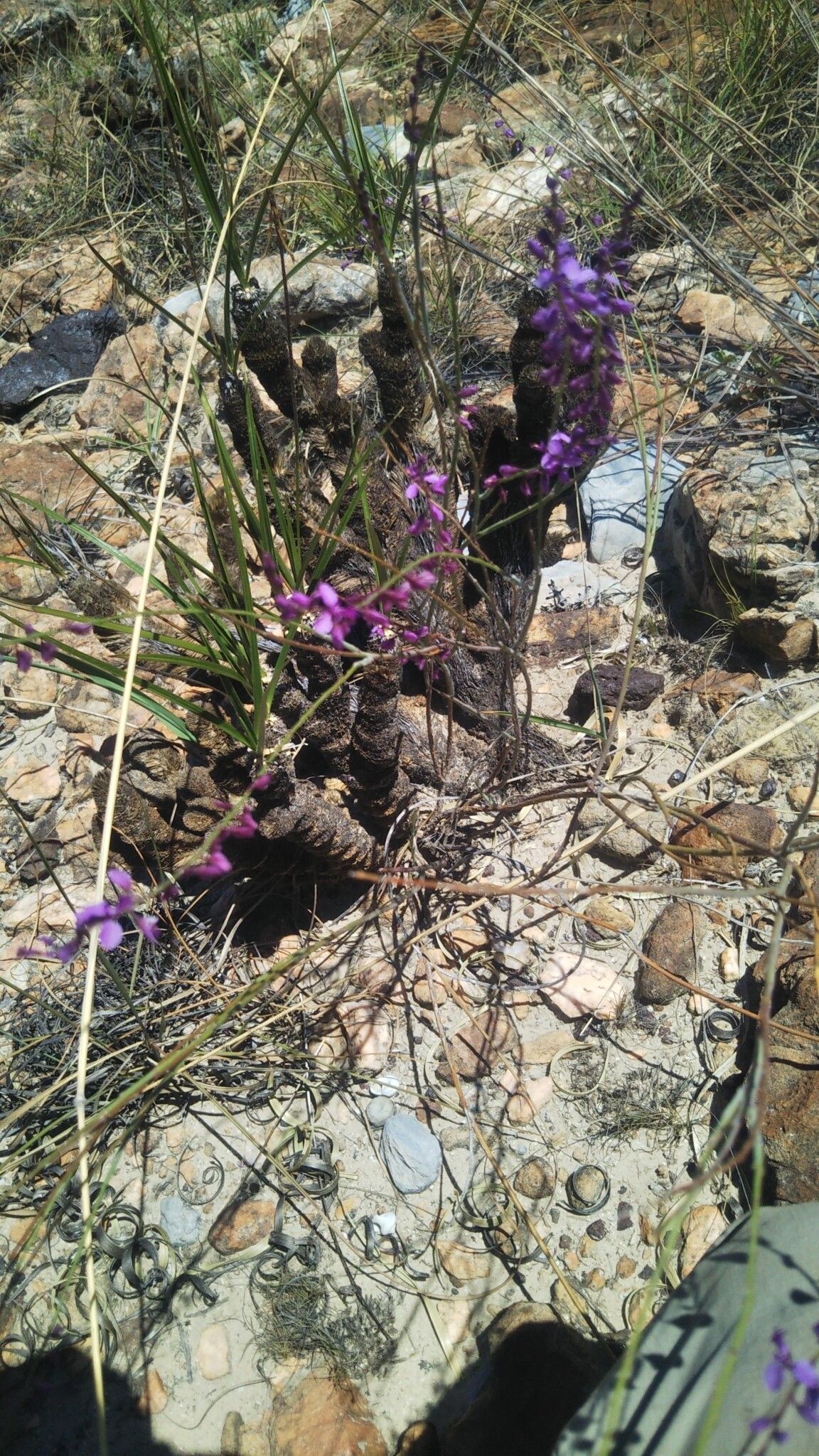 Polygala retamoides habit