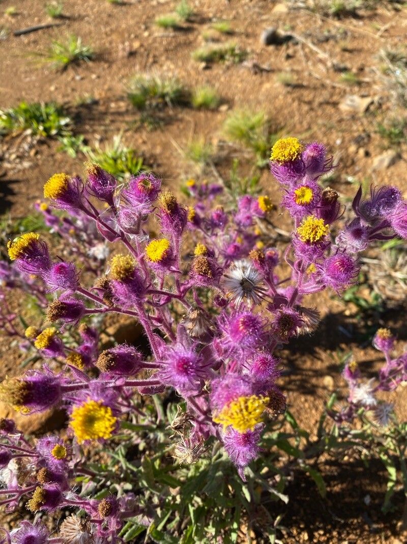 Senecio conyzifolius — houseplant care guide