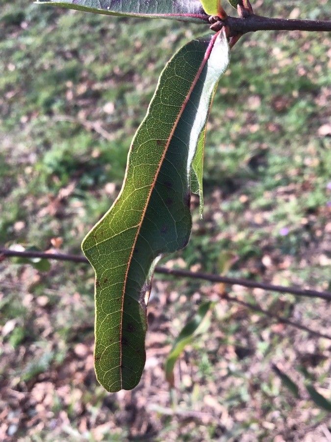 Quercus hemisphaerica leaf