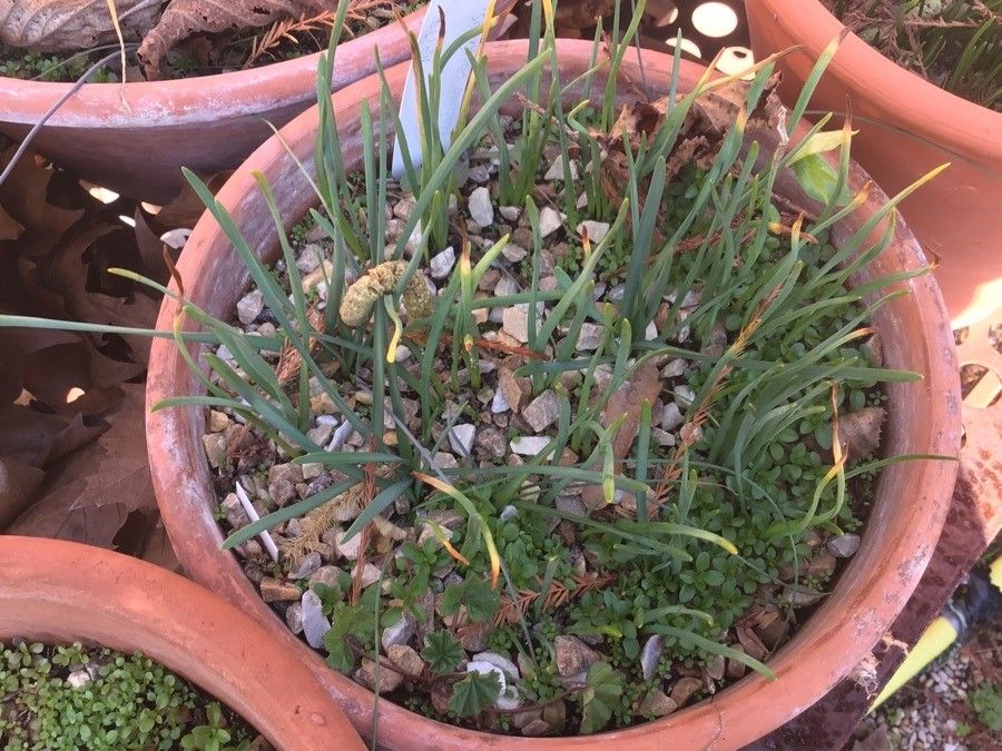 Narcissus obsoletus leaf