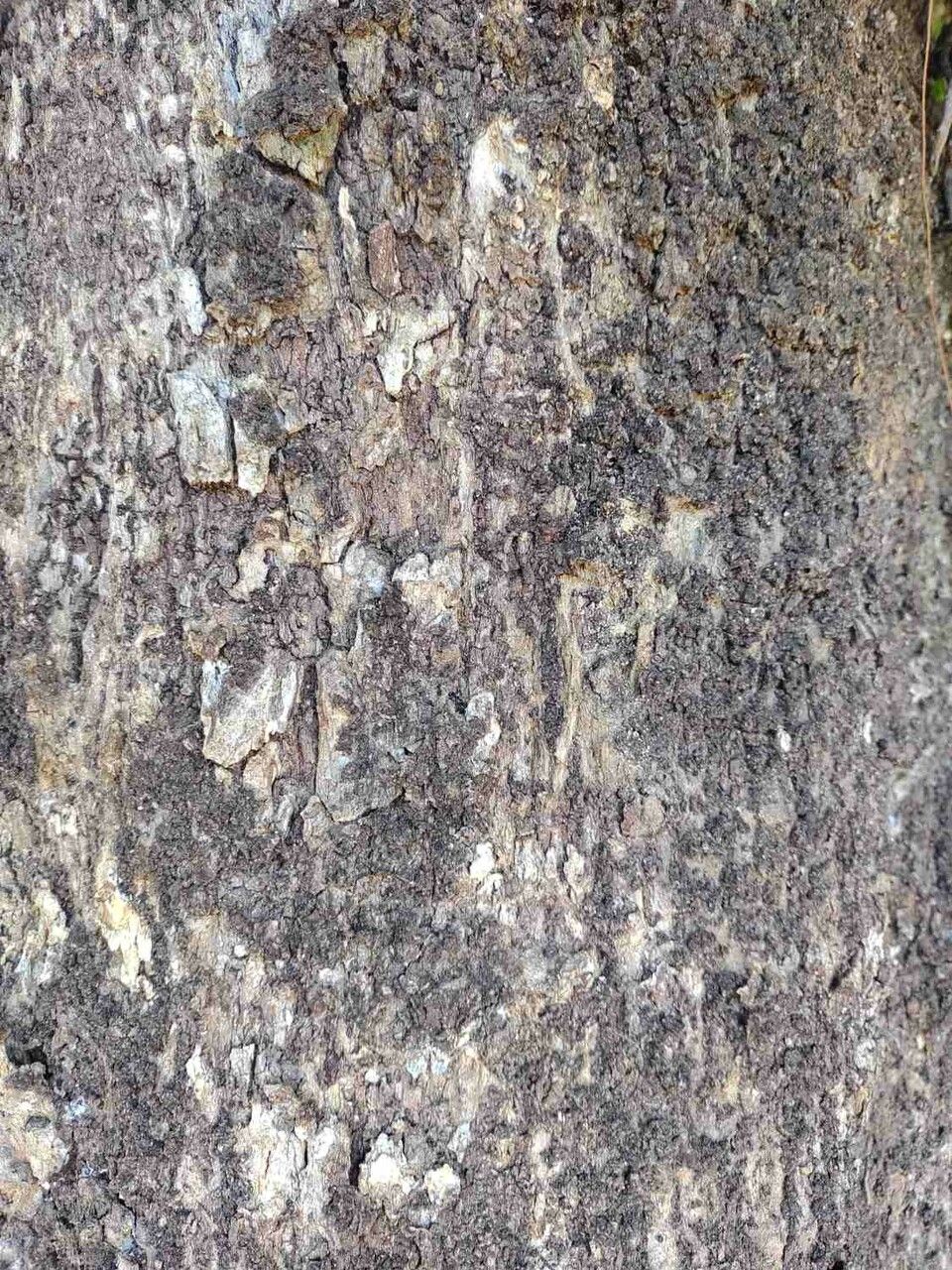 Chrysophyllum gonocarpum bark