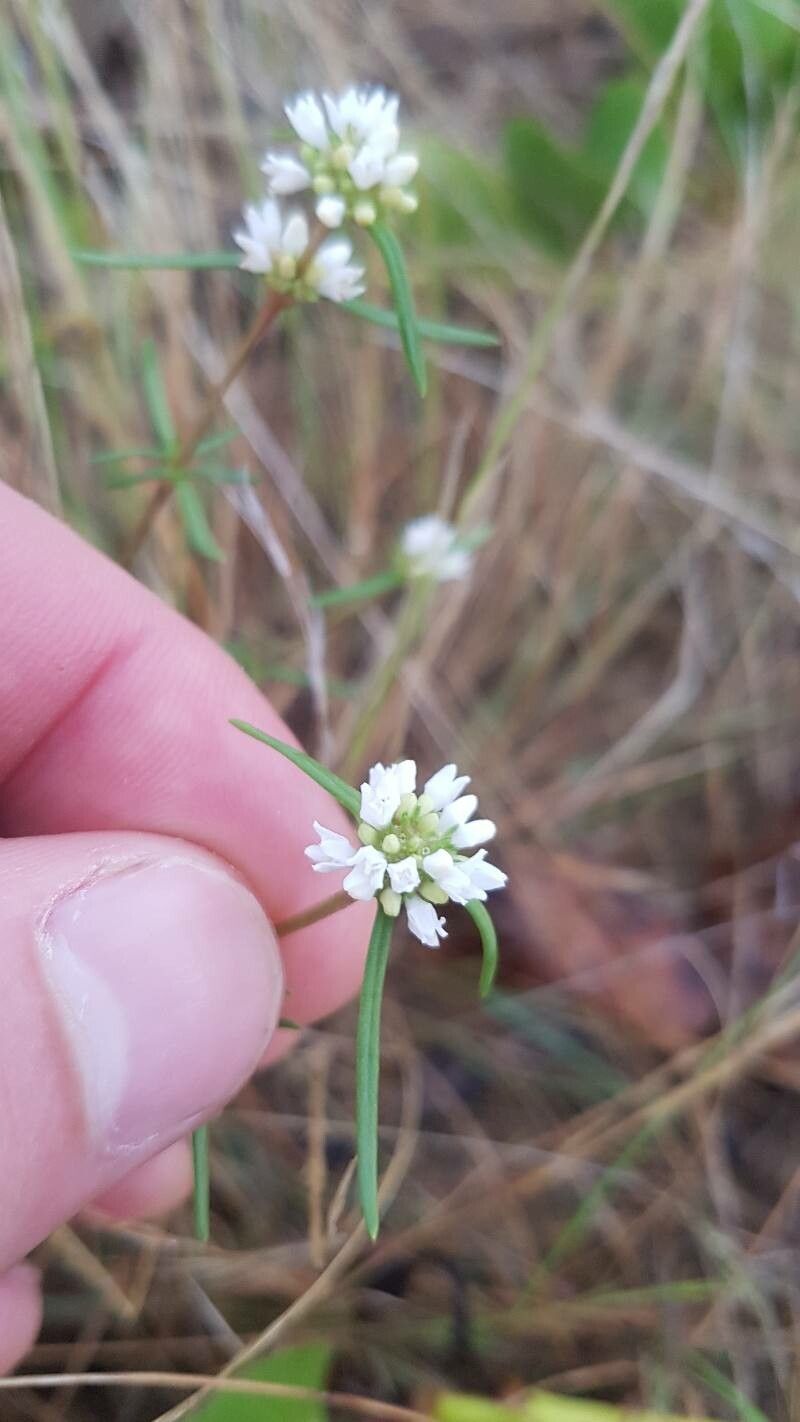Spermacoce suaveolens flower