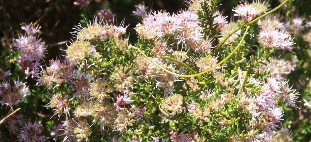 Agathosma glabrata — related species from the same genus