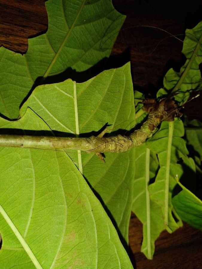 Randia genipoides other