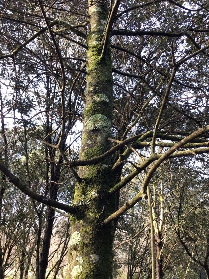 Acer × bornmuelleri — search result for 'Acer'