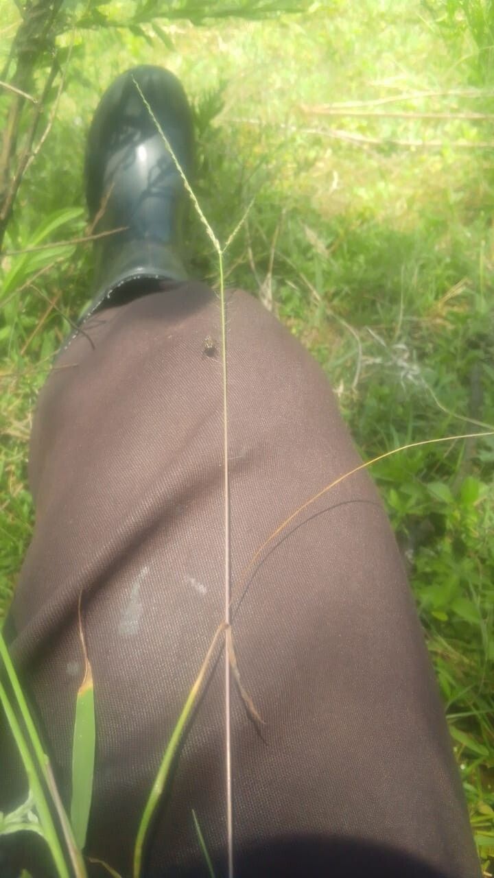 Digitaria longiflora — houseplant care guide