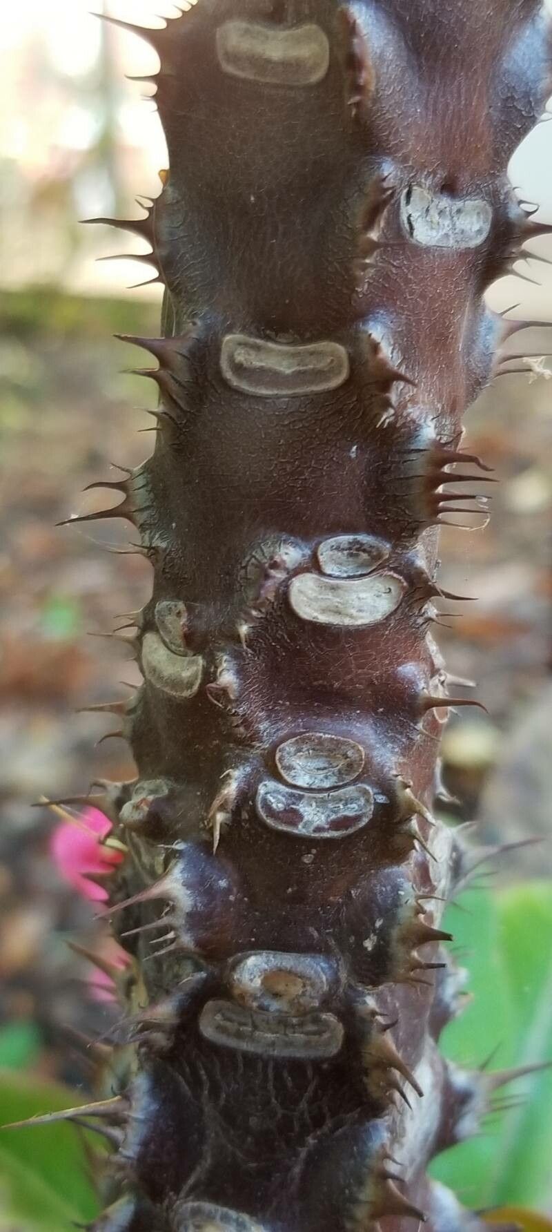 Euphorbia lophogona bark