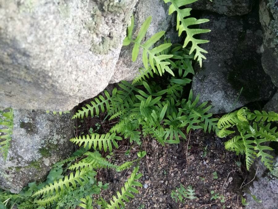 Polypodium vulgare — search result for 'Polypodiaceae'