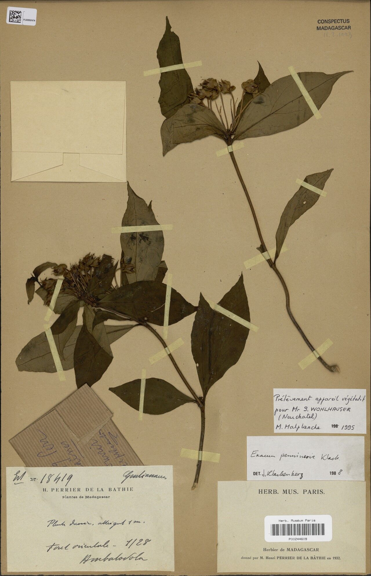 Exacum penninerve — houseplant care guide