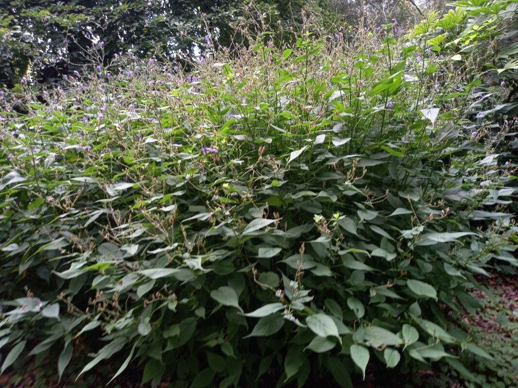 Strobilanthes glutinosus habit