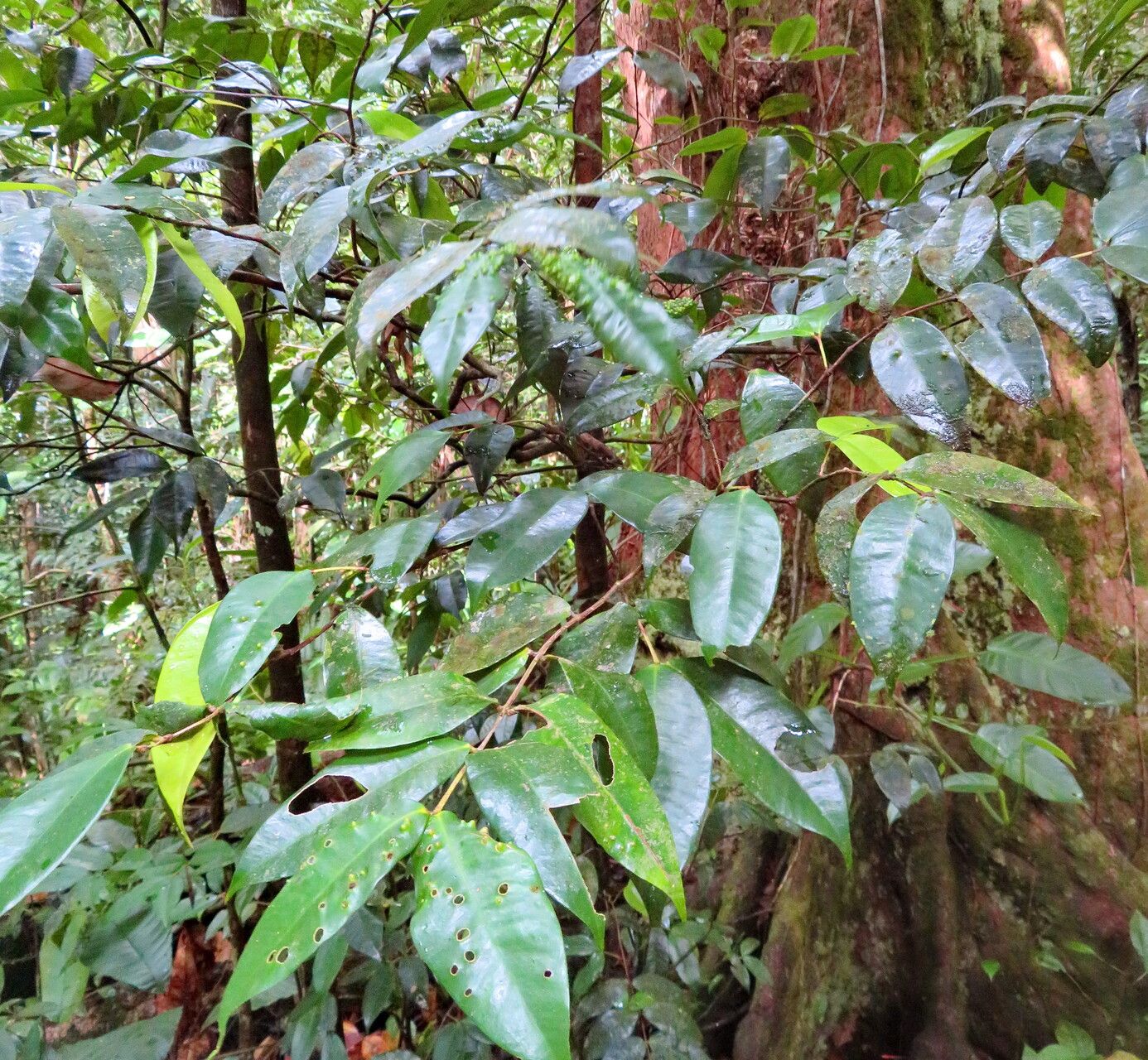 Sloanea caribaea leaf