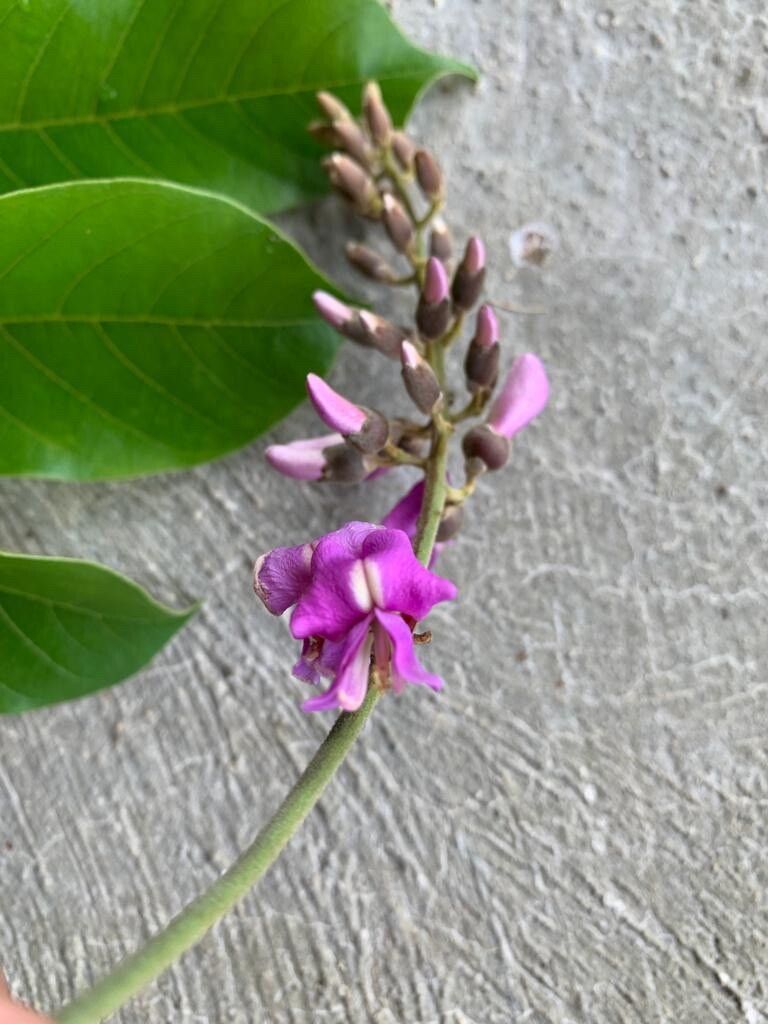 Lonchocarpus sericeus flower