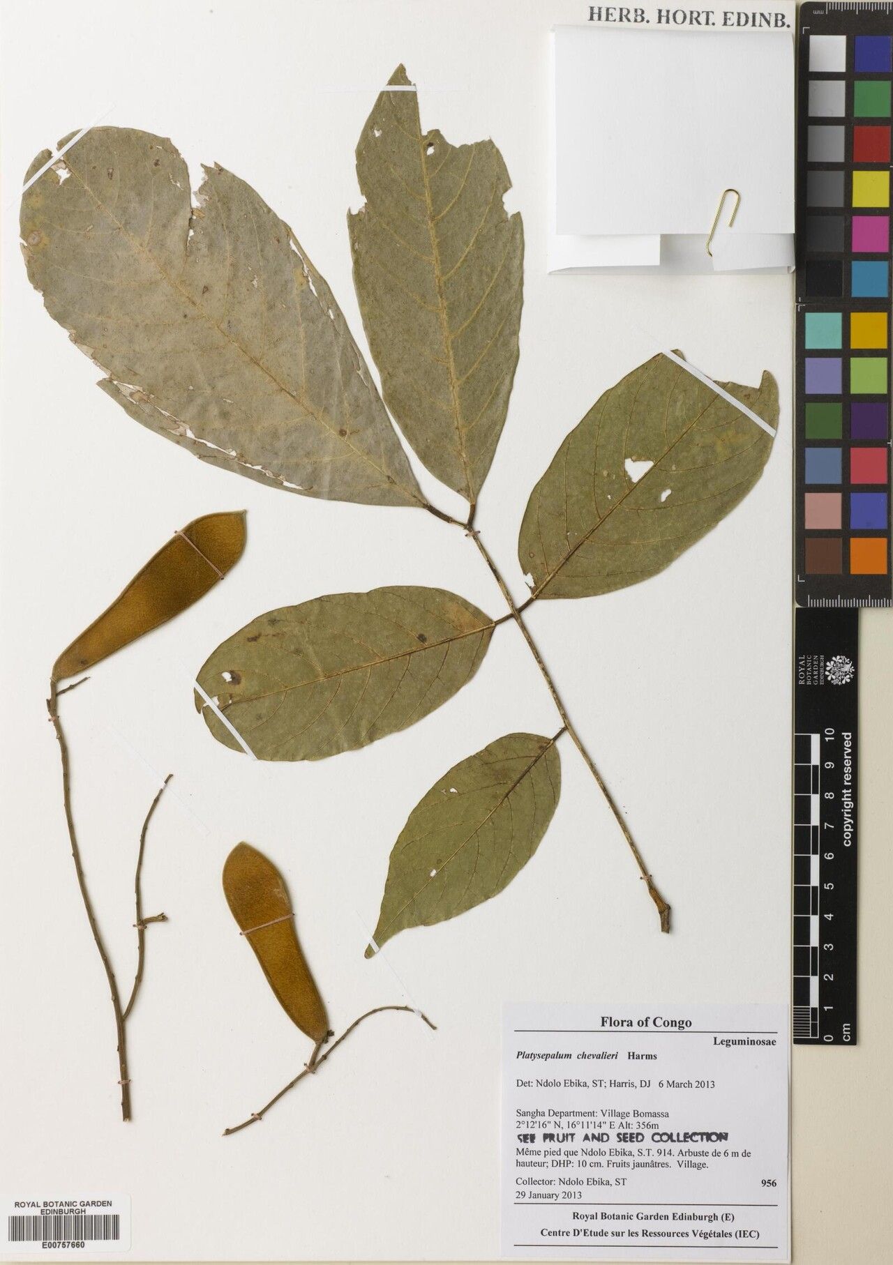 Platysepalum chevalieri — related species from the same genus