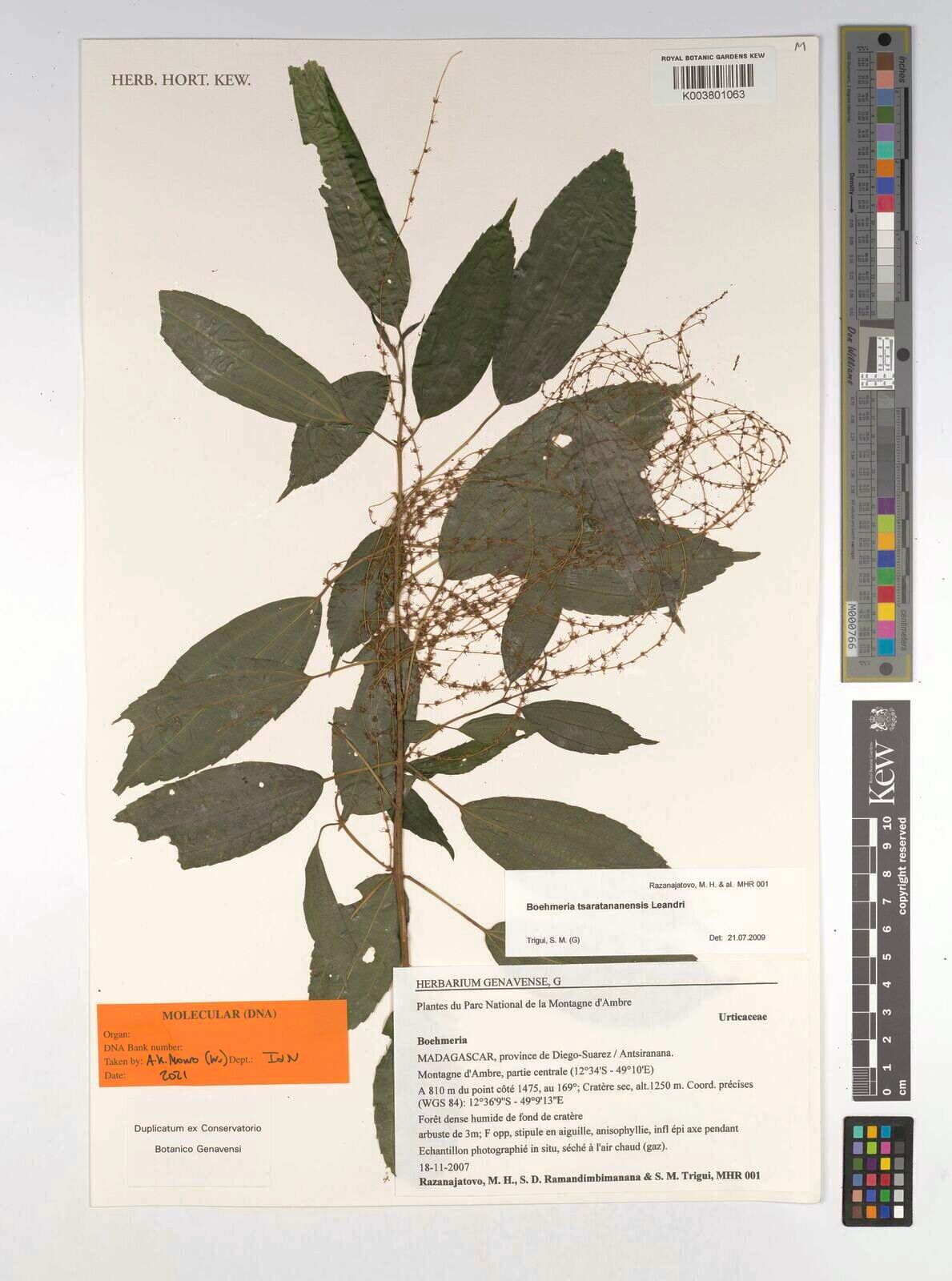 Boehmeria tsaratananensis — search result for 'Boehmeria'